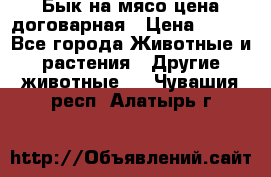 Бык на мясо цена договарная › Цена ­ 300 - Все города Животные и растения » Другие животные   . Чувашия респ.,Алатырь г.